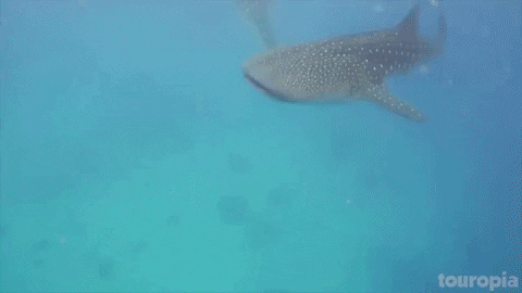 Sea Life Shark GIF