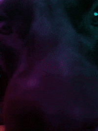 transgreaser pride puppy lgbt love you GIF