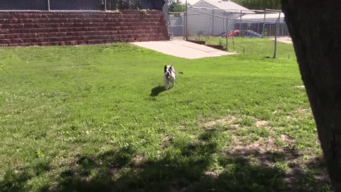nehumanesociety giphygifmaker dog run running GIF