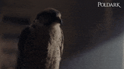 Bird GIF by Poldark