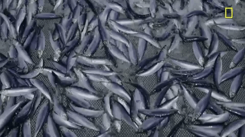 GIF by National Geographic Channel
