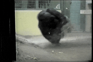 Wildlife gif. A gorilla in a zoo enclosure spins around on one back foot with his body tucked in like he’s a trained figure skater.