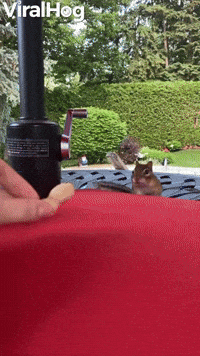 Helping Chipmunk Fill Her Cheeks