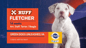 Animal Planet GIF by Puppy Bowl