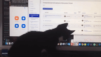 Work From Home Life: Playful Kitten Chases Cursor Across Computer Screen