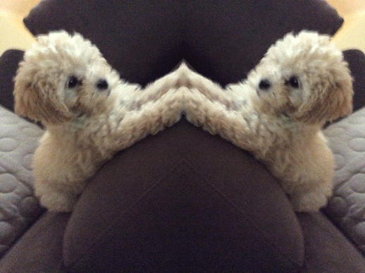 puppy split GIF