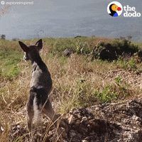dog GIF by The Dodo