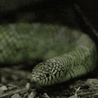 Tongue Slither GIF by Valley Zoo Development Society