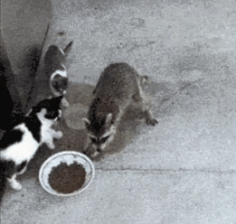 perelaa giphygifgrabber GIF