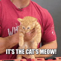 Cats Meow GIF by VCG Construction
