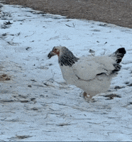 BuckHillsFarm snow winter chicken hen GIF