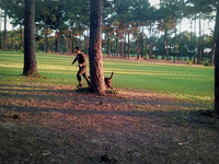 dog sitting GIF