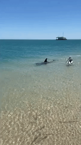 Dolphin and Pelican Swim Together Peacefully in West Australia