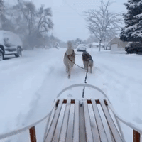 Dogs Pull Sled Down Salt Lake City Road as Winter Weather Impacts Travel Conditions