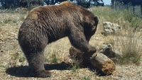 Oakland Zoo's Black Bears Rip Open Termite-Infested Logs