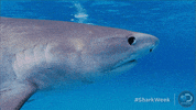 Discovery Side Eye GIF by Shark Week