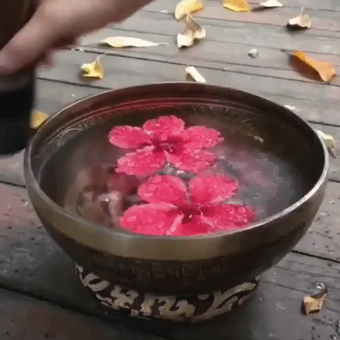 DhyanaBowl giphyupload GIF