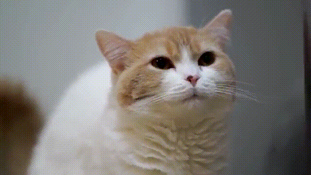 cat whiskers GIF by Testing 1, 2, 3