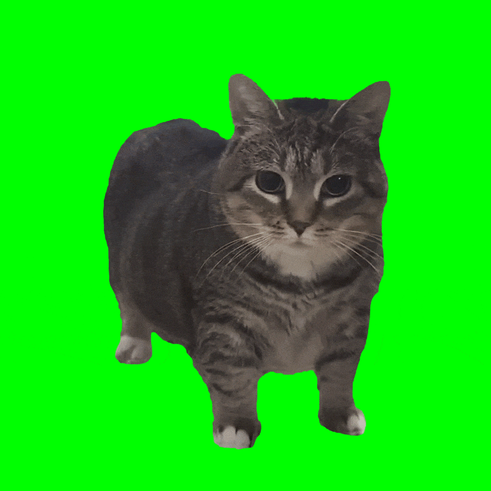 旋转猫meme