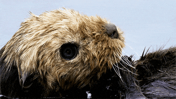 wild animals #spyinthewild GIF by PBS
