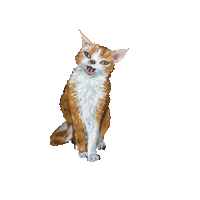 Karasiki Sticker