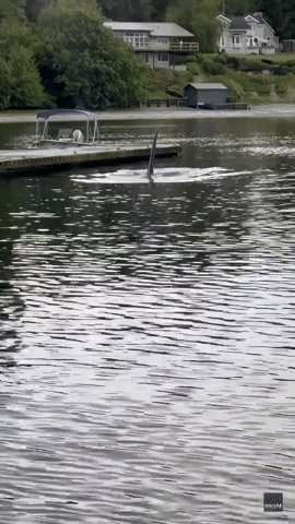 Orca Encounter Stuns Boys Fishing on Washington Pier
