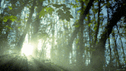 smoke forest GIF by Living Stills