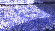Football Soccer GIF by FC Schalke 04