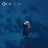 Pbs Nature Swimming GIF by Nature on PBS