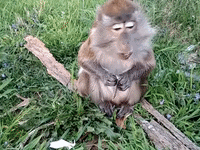Hysterical Monkey Grabs The Gum And RUNS