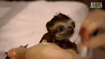 sloth GIF