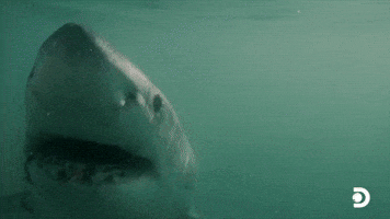 There May Only Be A Few Hundred Left