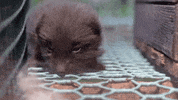 oikeuttaelaimille finland fur suomi oe GIF