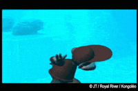 Water Lol GIF by Royalrivermusik