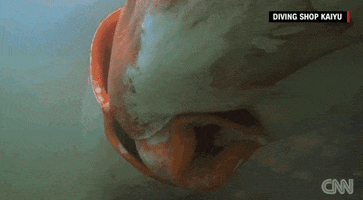 sea creature news GIF