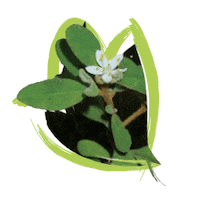 Endangered Species Australia Sticker by NSW Department of Planning, Industry and Environment
