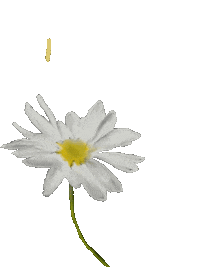 Daisy Pentagon Sticker