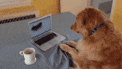 GIF by Giffffr