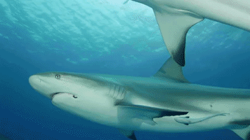 Reef Sharks Are Important
