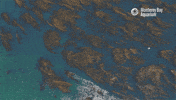 sea ocean GIF by Monterey Bay Aquarium