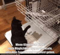 unsereoebb cat katze oebb weltkatzentag GIF