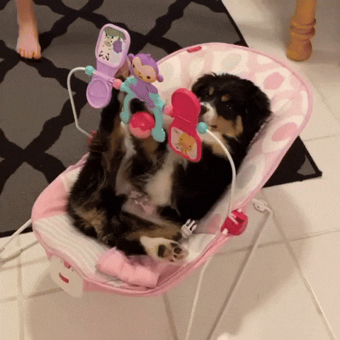 cuteanimalland giphyupload GIF