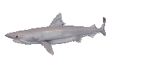 Shake It Shark Sticker by Zacxophone