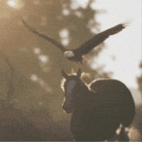 Super Bowl Eagle GIF by Budweiser