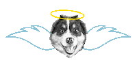 brittanychardpetillustrations bcxx brittanychard Sticker