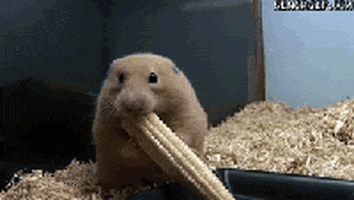 hamster GIF