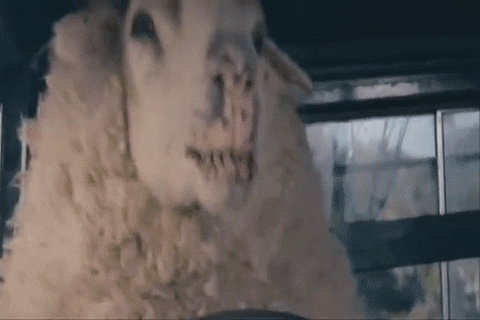 sheep GIF