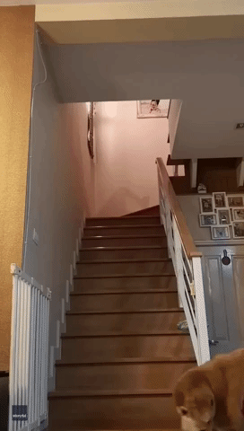 Spoiled Dogs Insist Owner Carries Them Upstairs to Bed