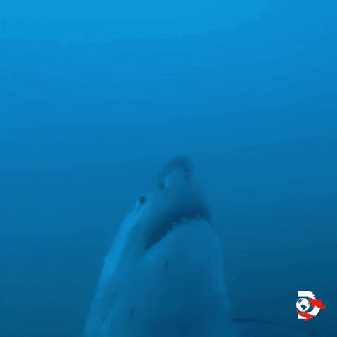 Water Swimming GIF by Shark Week