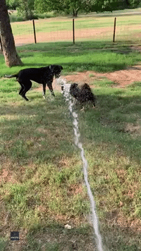 Hose Helps Dogs Beat the Texas Heat